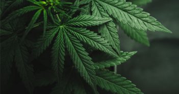 Cannabis dependence linked to changes in the processing of social rewards