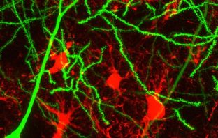 Often overlooked glial cell is key to learning and memory