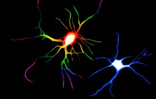 Psychedelic drugs like DMT and LSD promote neural plasticity the brain