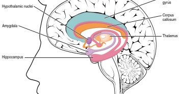 Recalling a dream could affect the neural processing of emotional stimuli