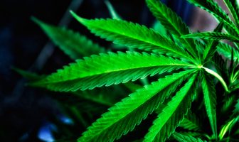 PTSD with and without chronic pain is linked to increased risk of cannabis use disorder