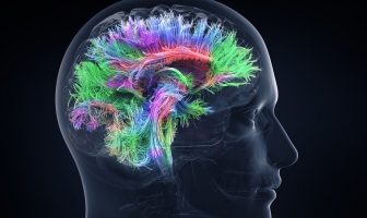 Neuroscience study uncovers psilocybin-induced changes in brain connectivity