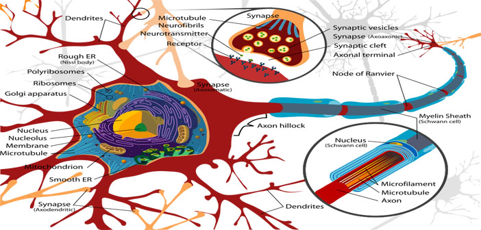 Stanford researchers survey protein family that helps the brain form ...