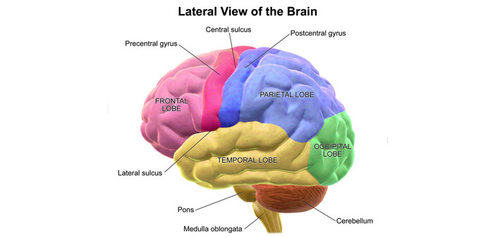 Brain anatomy differences between deaf, hearing depend on first ...