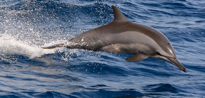 Just like humans, dolphins have social networks