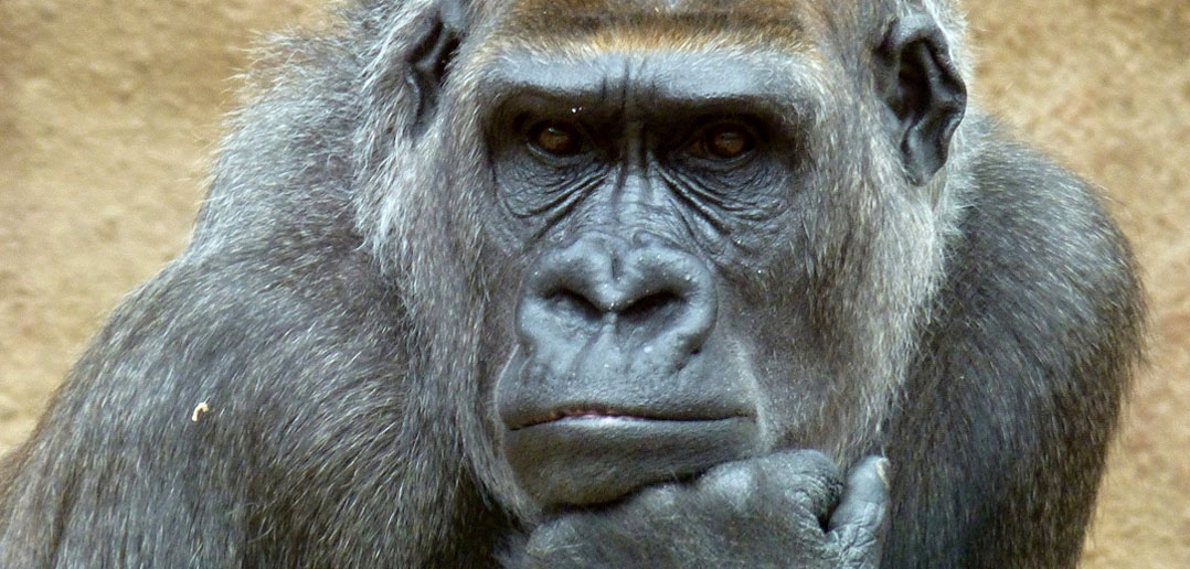 Koko the gorilla shows apes may be closer to being able to speak than