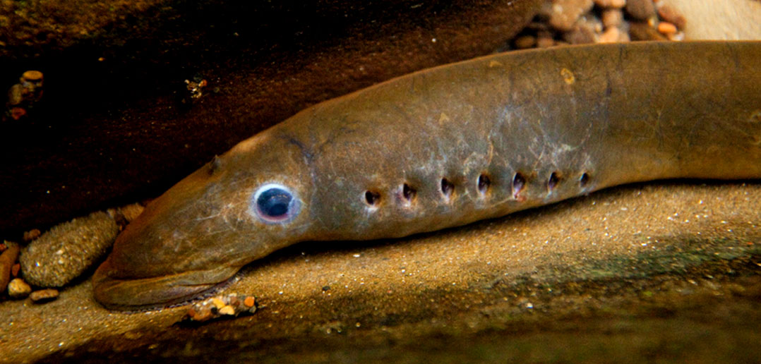 Jawless Fish Brains More Similar To Ours Than Previously Thought