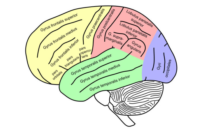 Study links nutrition to brain health and intelligence in older adults