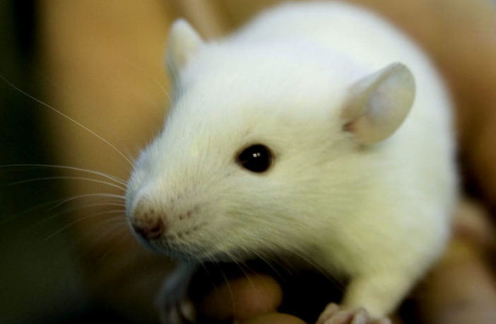 Researchers Generate Genetically Modified Rat Model Of Autism